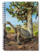 https://render.fineartamerica.com/images/rendered/small/front/spiral-notebook/images/artworkimages/medium/2/pinzon-island-tortoises-fighting-tui-de-roy.jpg?transparent=0&targetx=-380&targety=0&imagewidth=1441&imageheight=960&modelwidth=680&modelheight=961&backgroundcolor=48402F&orientation=0&producttype=spiralnotebook