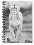 11+ Female Lion Drawing