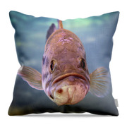 https://render.fineartamerica.com/images/rendered/small/front/throw-pillow/images-medium-5/a-largemouth-bass-faces-michael-wood.jpg?transparent=0&targetx=0&targety=-84&imagewidth=479&imageheight=648&modelwidth=479&modelheight=479&backgroundcolor=668EA5&orientation=0&producttype=throwpillow-14-14