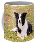 Border Collie In Field Of Yellow Flowers Coffee Mug by Michelle Wrighton
