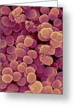Deinococcus sp. coccoid prokaryote, SEM - Stock Image - C032/1989
