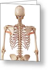 Human Back Muscle #1 by Sebastian Kaulitzki/science Photo Library