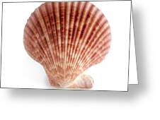 Scallop Shell #1 by Science Photo Library