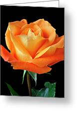 Single Orange Rose Photograph by Garry Gay - Fine Art America