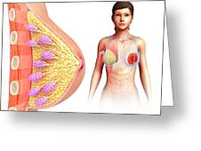 Female Breast Anatomy Image & Photo (Free Trial)