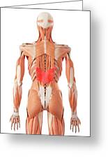 Human Back Muscles #52 by Sebastian Kaulitzki/science Photo Library