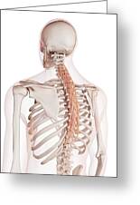 Human Back Muscles #71 by Sebastian Kaulitzki/science Photo Library