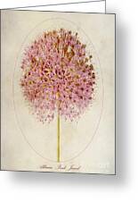 Allium Pink Jewel Art Print by John Edwards - Fine Art America