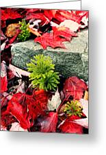 Autumn Leaves on the Rocks - West Virginia Photograph by Dan Carmichael ...