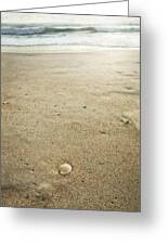 Cockle Shell on Florida Beach Photograph by Marianne Campolongo - Fine ...