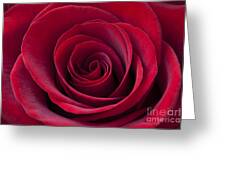 Deep Red Rose Digital Art by MGL Meiklejohn Graphics Licensing - Fine ...