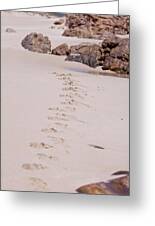 Footprints In The Sand Greeting Card