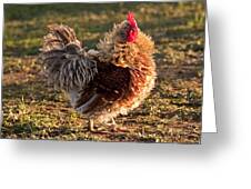 Frizzle Rooster Greeting Card