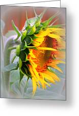Glorious Sunflower Photograph by Kay Novy - Fine Art America