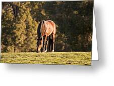 Grazing Horse At Sunset Greeting Card by Michelle Wrighton