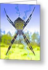 Big Beauty Hawaiian Garden Spider Photograph By Cheryl Cutler