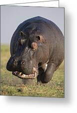Hippopotamus Bull Charging Botswana Greeting Card Hippopotamus Bull Charging Botswana Greeting Card