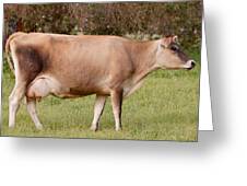 Jersey Cow In Pasture Greeting Card