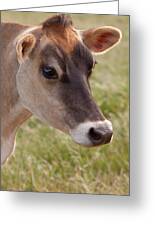 Jersey Cow Portrait Greeting Card