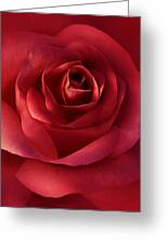 Luminous Scarlet Rose Flower Photograph by Jennie Marie Schell | Fine ...