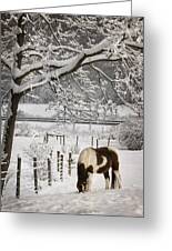 PAINT IN THE SNOW by Lori Deiter 16x22 FRAMED PICTURE Horse Snow Winter HCD 