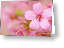 Pink Cherry Blossom by Oscar Gutierrez