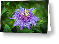 Purple Passion Flower Photograph by Lynn Bauer | Fine Art America