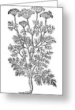 Queen Anne'S Lace, 1597. /Nalso Called Wild Carrot (Daucus Carota).  Woodcut, From John Gerard'S 'Herball'. Poster Print by Granger Collection -  Item # VARGRC0034764 - Posterazzi