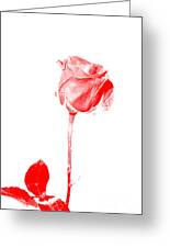 Red and White Rose Digital Art Photograph by Minding My Visions by Adri ...