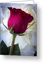 Red rose and kale flower Photograph by Garry Gay - Fine Art America
