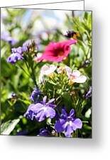 Red White and Blue Flowers Photograph by Cynthia Woods - Fine Art America