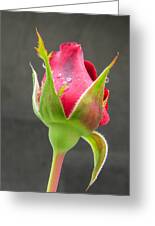 Rose bud Photograph by Zina Stromberg | Fine Art America