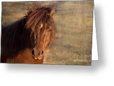 Shetland Pony At Sunset Greeting Card by Michelle Wrighton