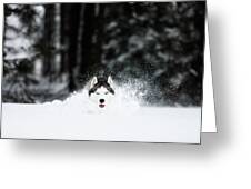 Siberian Husky Is Running In The Snow iPhone 12 Pro Max Case by Adam Kokot  - Pixels