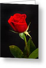 Single Red Rose Photograph by Janna Scott - Fine Art America