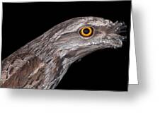 Tawny Frogmouth Greeting Card