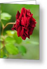 The Red Rose Photograph by Rebecca Sherman | Fine Art America