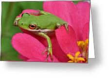 Tree Frog On A Pink Flower Round Beach Towel by Kathy Baccari - Pixels