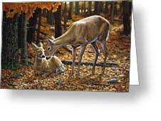 Whitetail Deer - Autumn Innocence 2 Greeting Card Whitetail Deer - Autumn Innocence 2 Greeting Card