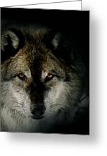 Wolf in Shadow Digital Art by Kae Cheatham