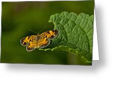 A Brief Moment Of Rest Greeting Card A Brief Moment Of Rest Greeting Card