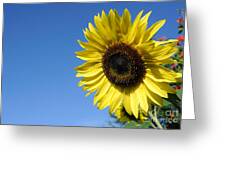 Beautiful Sunflower against a Blue Sky Photograph by Gary Whitton ...