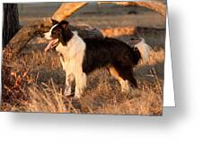 Border Collie At Sunset Greeting Card by Michelle Wrighton