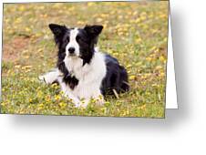 Border Collie In Field Of Yellow Flowers Greeting Card by Michelle Wrighton