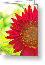 Burgundy Sunflower Photograph by Life Inspired Art and Decor - Fine Art ...