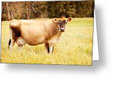 Dreamy Jersey Cow Greeting Card