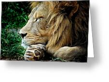 The Lions Sleeps Greeting Card
