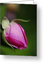 The Pink Rose Bud Photograph by Saija Lehtonen | Fine Art America