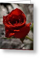 Red Rose with rain drops Photograph by Lilia D - Fine Art America