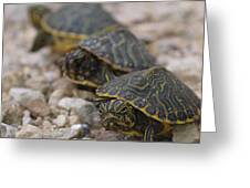 3 Baby Turtles Photograph by Tom Claud - Fine Art America